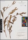 Foto von Salix excelsa S. G. Gmel.